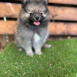Aj - Red sable male Pomeranian puppy in San Antonio, Texas from San Antonio Pomeranian