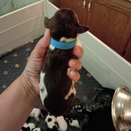 Boy 3 Light blue - Liver and white male German Shorthaired Pointer puppy in Riverdale, Michigan from Ninemire Farm