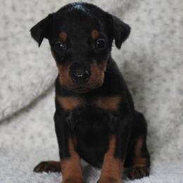 Talisa - 5350 - Black and rust female Beauceron puppy in Rockwall, Texas from Elitehaus
