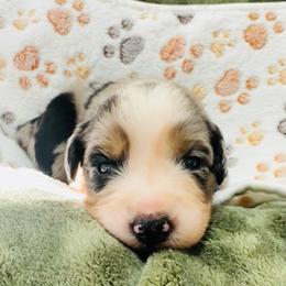 Dolly - Blue merle female Australian Shepherd puppy in Mckenzie, Tennessee from Whispering Iris Aussies