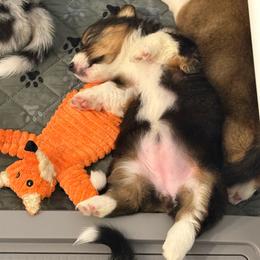 Sugar - Black and tan female American Corgi puppy in Register, Florida from Southern Georgia Corgi Loafs