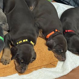 Dachshund and Doberman Pinscher Puppies from Cornerstone Dobermans