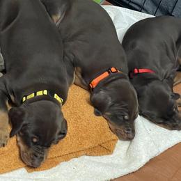 Dachshund and Doberman Pinscher Puppies from Cornerstone Dobermans