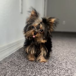 Spud - Black and tan male Yorkshire Terrier puppy in Surprise, Arizona from Enchanted Yorkies
