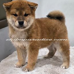 Azira - Red female Shiba Inu puppy in Tualatin, Oregon from Shiba Paradise