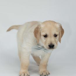 Golden Retriever Puppies from Valley County Goldens