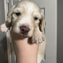 Dachshund Puppies from The Spotted Doxie