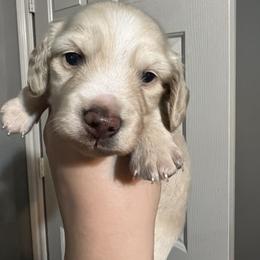 Dachshund Puppies from The Spotted Doxie