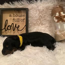 Girl 1 (Yellow collar) - Black and tan female Dachshund puppy in New Jersey from Bergamo’s  Dachshunds