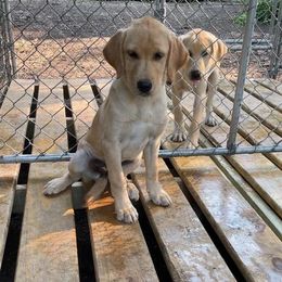 Labrador Retrievers from Prairie Paradise Gun Dogs