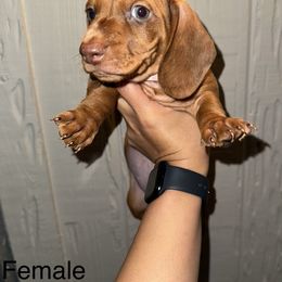Dachshund Puppies from Weenie Hut Jrs