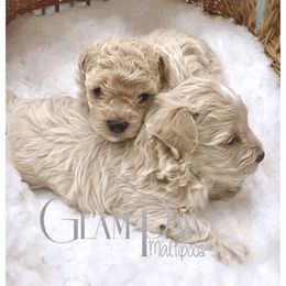 Maltipoo puppies from GlamPaw Maltipoos