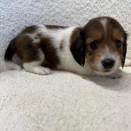 Boy 2 - Piebald male Dachshund puppy in Spokane, Washington from Dearhaven Doxie