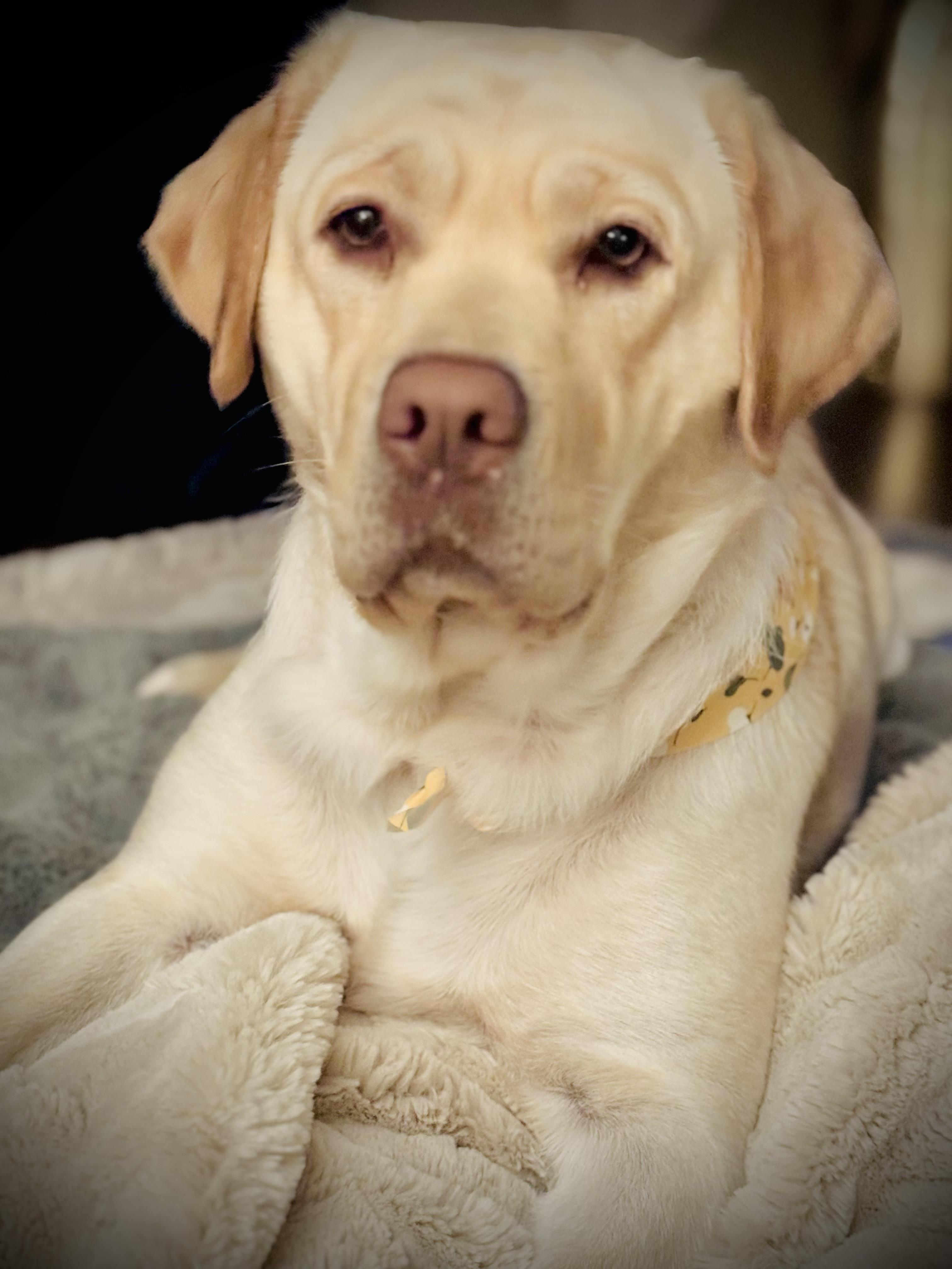 Clark Labrador Ranch Pleasant Valley Creekside Ranch, LLC in California | Labrador Retriever ...