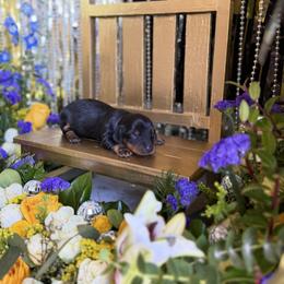 Black and tan - Black and tan female Dachshund puppy in Wills Point, Texas from Duck Creek Farm
