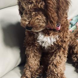 "Mocha- our mini doodle intense red future momma" Goldendoodle Puppies from Graystone Doodles
