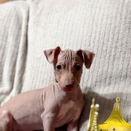 Mocha - Orange Boy - American Hairless Terrier puppy from Royal Flush Kennels