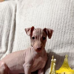 Mocha - Orange Boy - American Hairless Terrier puppy from Royal Flush Kennels