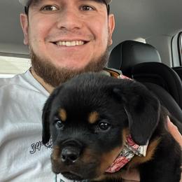 Rottweiler Puppies from Bella Bowe Champion Import Rottweilers