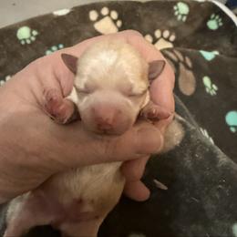 Lannister - Fawn male Chihuahua puppy in Seneca, Missouri from Stephanie’s Puppy Colony