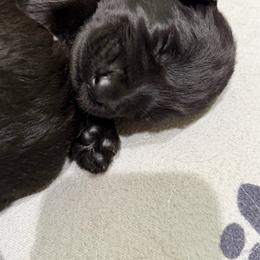 Boy 2 - Black male Giant Schnauzer puppy in Bois D’arc, Missouri from Down Low Kennels