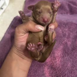 Akc Chocolate Based Cream - Cream male Dachshund puppy in Lehigh Acres, Florida from Ruby Rose Dachshund Dynasty