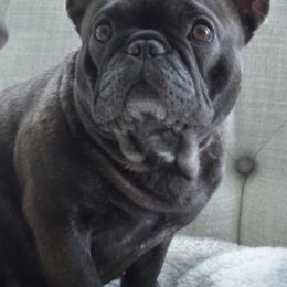 French Bulldogs from Speedwell Forge French Bulldogs LLC