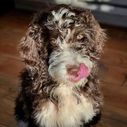 Goldendoodles and Springerdoodles from Latté’s Doodles