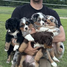 Miniature Australian Shepherd Puppies from Bear River Ranch