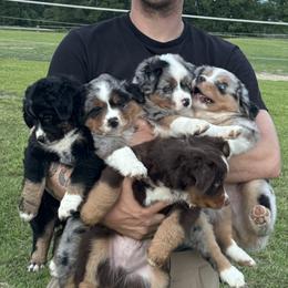 Miniature Australian Shepherd Puppies from Bear River Ranch