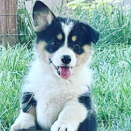 Girl 1 (White Collar) - Black and tan Pembroke Welsh Corgi puppy in Solano County, California from Early Spring Corgis