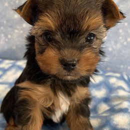 Yorkshire Terrier Puppies from Sport Yorkie