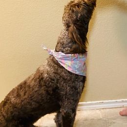Labradoodles from Davis Doodles