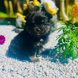 Brewski - Black and tan male Pomeranian puppy in Buck Valley, Pennsylvania from Buck Valley Pomeranians