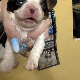 Lisa - Tri-color female Cavalier King Charles Spaniel puppy in Spring Hill, Florida from Wonderland Cavaliers