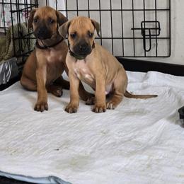 Rhodesian Ridgeback Puppies from Chilolo