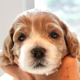 Cockapoo Puppies from Lulu's Cockapoos