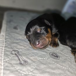 Utah Jazzmine's Adrian Dantley - Black and mahogany male Rottweiler puppy in Salt Lake City, Utah from Snubnose Rottweilers LLC