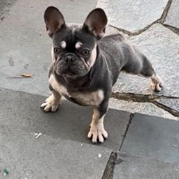 French Bulldogs from Pio Pio Frenchies
