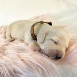 Oatmeal Raisin - Cream male Dachshund puppy in Sacramento, California from MiniDoxPups