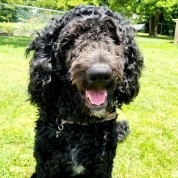 Norbi - Goldendoodle