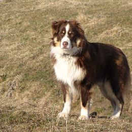 Guinness  - Australian Shepherd