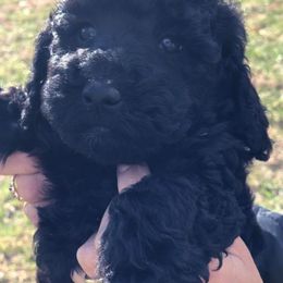 Doodle Acres breeder of Goldendoodle