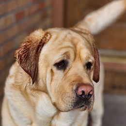 Bash - Labrador Retriever