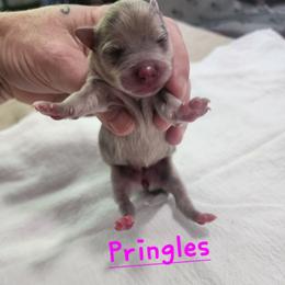 Pringles - Lavender female Pomeranian puppy in Tyner, Kentucky from Tanner's Majestix Kennels