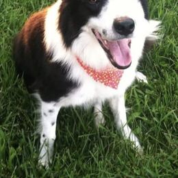 Atlas - Border Collie