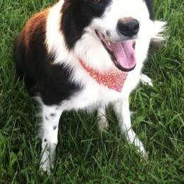 Atlas - Border Collie