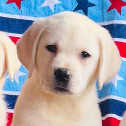 Girl 4 - Yellow female Labrador Retriever puppy in Jamestown, Ohio from Heartlands Quality Labrador Retrievers