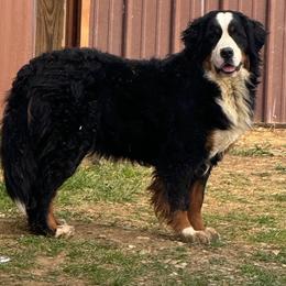 Elvira - Bernese Mountain Dog