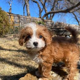 Sundance - Cavapoo